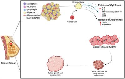 A Role for Adipocytes and Adipose Stem Cells in the Breast Tumor Microenvironment and Regenerative Medicine